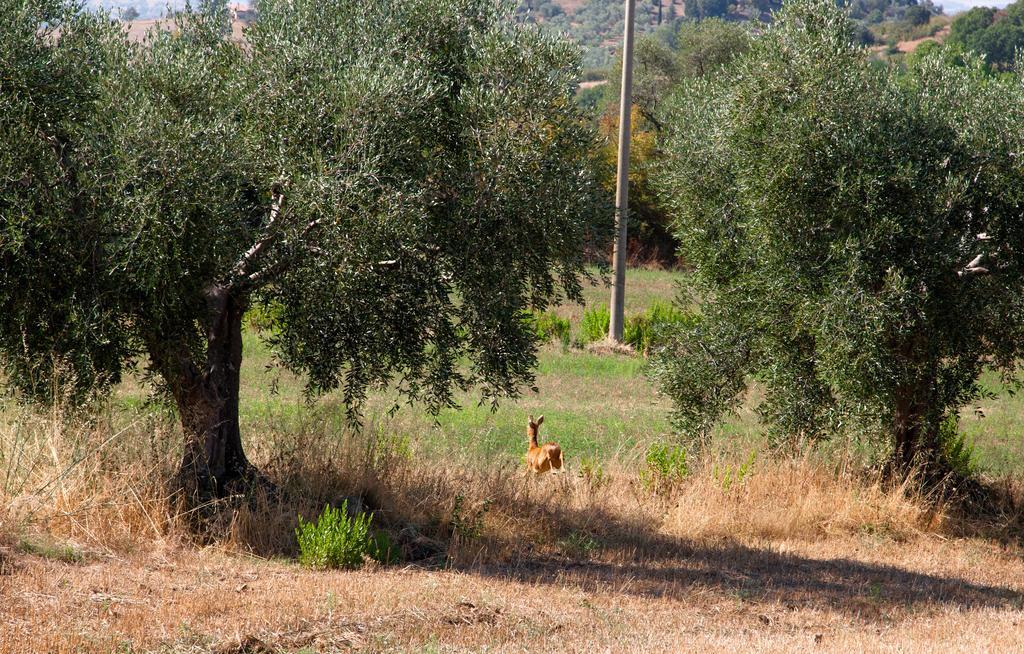 Agriturismo Prati Degli Orti Монтиано Екстериор снимка